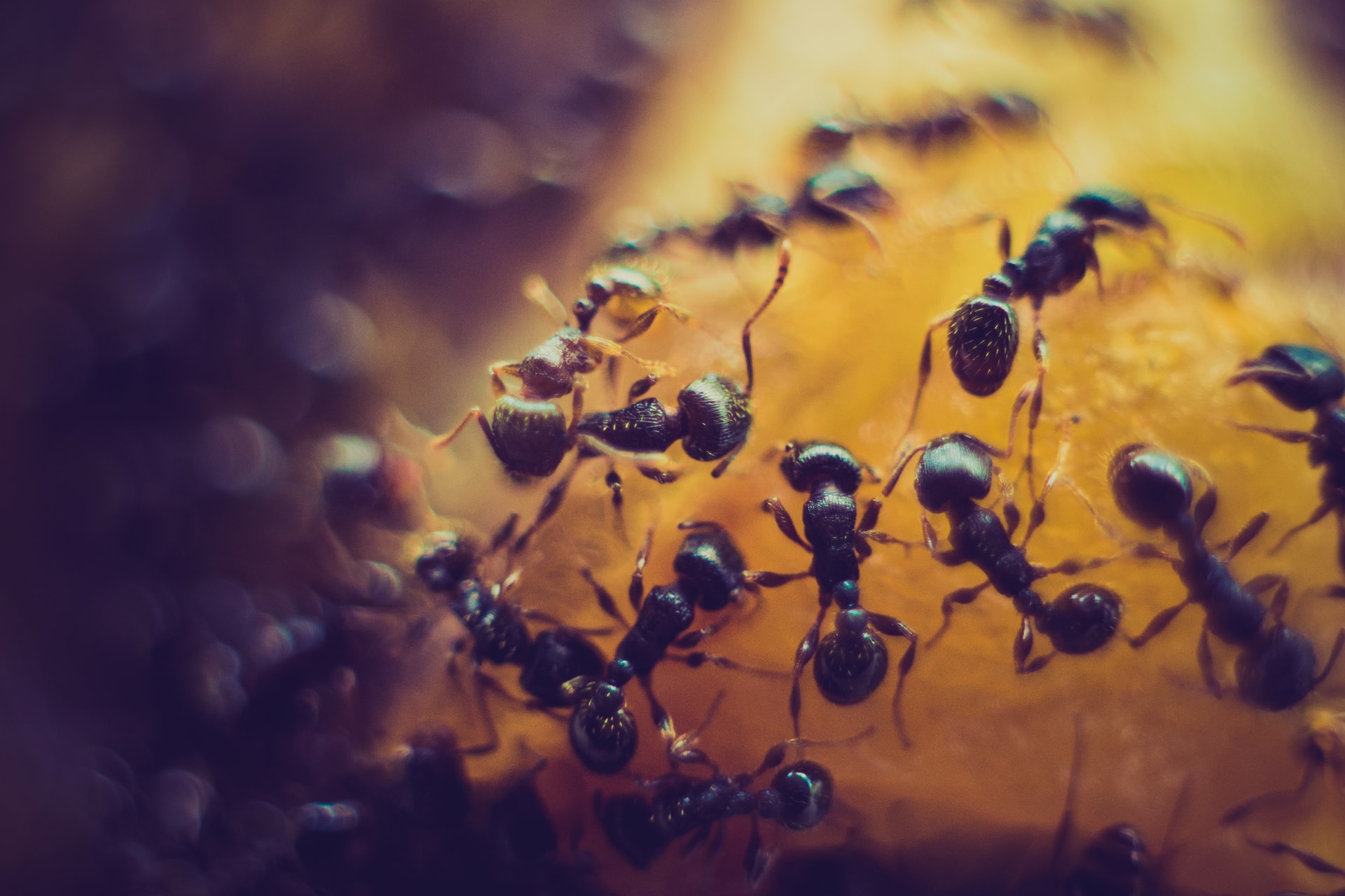 ants